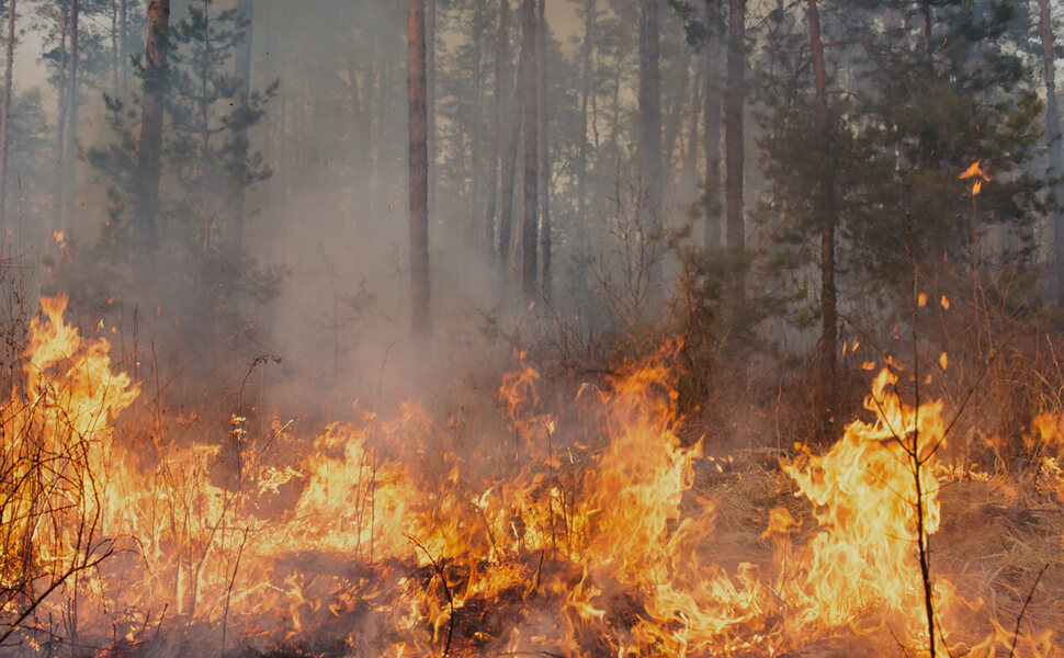  „Łapy precz od przyrody” – WWF Polska alarmuje: Standardy ochrony środowiska są zagrożone