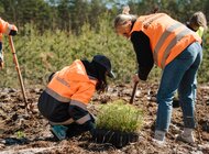 Budimex posadził kolejne 6000 drzew w Nadleśnictwie Celestynów