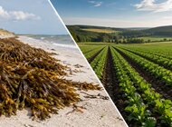 Czy glony z bałtyckich plaż mogą wspierać rolnictwo? Konferencja ECONUT na PG