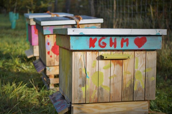 KGHM rozbudowuje swoje pasieki – trzy nowe ule stanęły przy Hucie Miedzi Głogów
