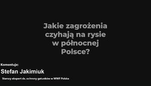 Organizacje przyrodnicze na rzecz bezpieczeństwa rysi na drogach