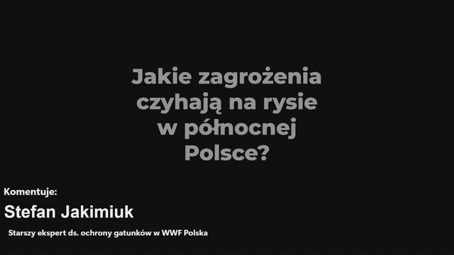 Organizacje przyrodnicze na rzecz bezpieczeństwa rysi na drogach