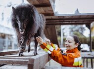 Pies, który wyznaczył kierunek K9 w Wojsku Polskim. Ares zakończył służbę w WOT