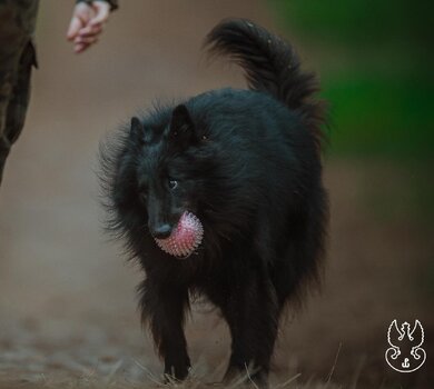 ARES (3)