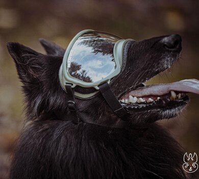 ARES (6)