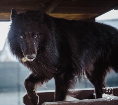 ARES (8)