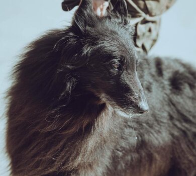 ARES (13)