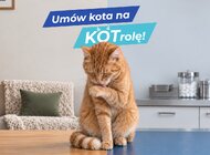 Umów kota na KOTrolę. POLPROVET rusza z kampanią na rzecz profilaktyki zdrowotnej kotów.