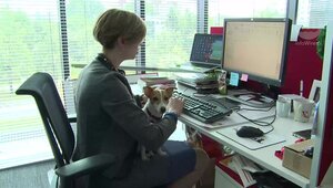 Przyprowadzaj psa do pracy. Firmy widzą w tym korzyści