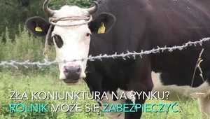 Ubezpieczenia upraw są dofinansowywane. Dlaczego tylko co trzeci rolnik z nich korzysta?