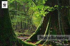 Puszcza Białowieska_Last.jpg