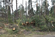 zniszczenia w lasach pod Trzebuniem_02.JPG