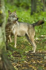 WILK_(Canis lupus)_C.Korkosz_5912.jpg