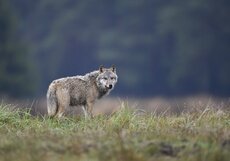 WILK_(Canis lupus)_C.Korkosz4820.jpg