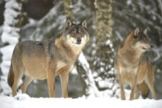 WILK_(Canis lupus)_C.Korkosz_00607 (2).jpeg