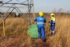 Lasy Państwowe wspólnie z Eneą Operator zamontują ponad 20 platform pod gniazda dla rybołowów na słupach wysokiego napięcia (2).JPG