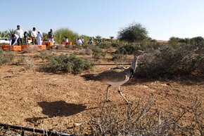 houbara.jpg