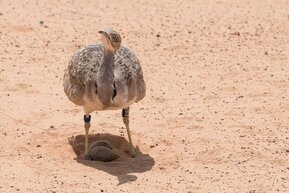 houbara2.jpg