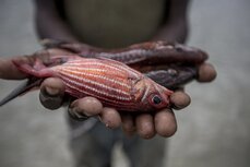 Fish Hands © WWF-US James Morgan (1).jpg