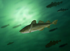 Atlantic cod_© Shutterstock  Krasowi_WWF.jpg