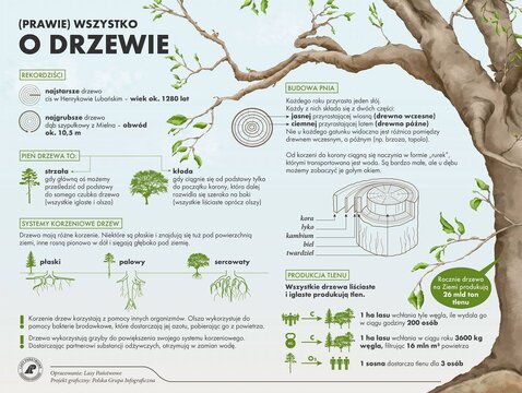 Poczta Polska i Lasy Państwowe drzewo 9.jpg 