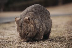 oo-wv-florafauna-wombat-10562-master.jpg