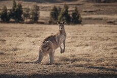 oo-wv-florafauna-kangaroos-9540-master.jpg