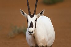 arabianoryx-135-2.jpg