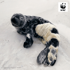 © Błekitny Patrol WWF (5).png