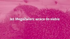 Jeż MegaZwierz wraca do siebie - 13_04_2021.mp4