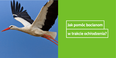 Grafika.png