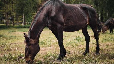 Fortuna Pegasus