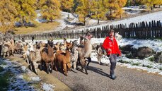 kaserhof lama trekking.jpg