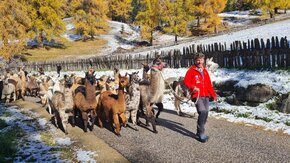 kaserhof lama trekking.jpg