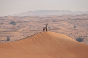 observances-worldwildlifeday-arabianoryx.jpg