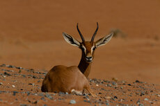 observances-worldwildlifeday-arabiangazelle.jpg