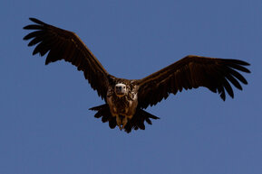 observances-worldwildlifeday-vulture.jpg