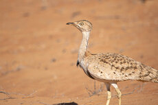 observances-worldwildlifeday-houbara.jpg