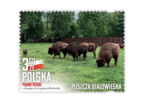 Puszcza Białowieska 