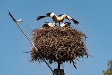 DSC_9308lr.jpg