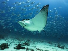 © Daniel Versteeg  WWF, Spotted eagle ray (Aetobatus narinari),.jpg