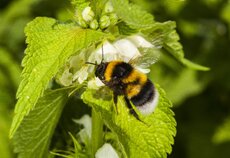 © Ola Jennersten  WWF-Sweden, Garden bumblebee (Bombus hortorum).jpg