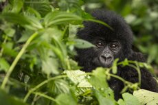 © Paul Robinson, Mountain Gorilla (Gorilla beringei beringei).jpg