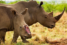 fot_Brent Stirton_Getty_Images_WWF-UK.jpg