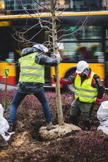 Tramwaj do Wilanowa - Budimex zakończył pierwszą _część nasadzeń kompensacyjnych_1.jpg