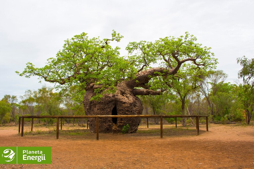 Baobab australijski