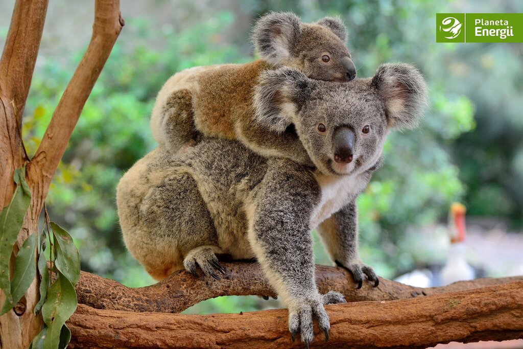 Koala australijski