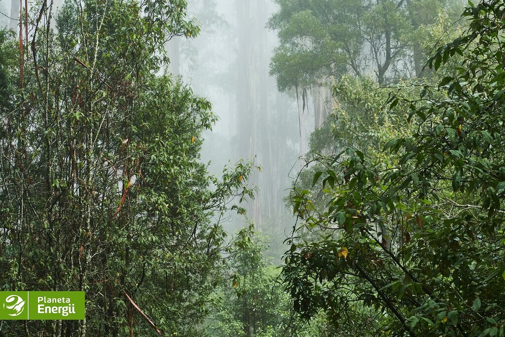 Las eukaliptusowy