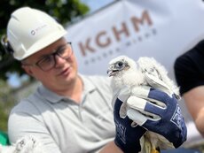 Obrączkowanie młodych sokołów w Hucie Miedzi Głogów (8).JPG