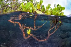 antonio_busiello_wwf_us_mangroves_in_los_tuneles_on_isabela_island.jpg